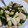 さぁらら's cooksnap of when they made 大和芋ときゅうりの塩昆布和え.