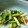 NINA's cooksnap of when they made 切って混ぜるだけ☆三つ葉のさっぱり和え物.