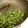 chou*'s cooksnap of when they made 超簡単!空芯菜のガーリック油炒め.