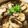のんのんSTELLA's cooksnap of when they made さっぱり美味しいもずく雑炊.