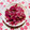 ☆★ひよこ★☆'s cooksnap of when they made 紫大根の塩もみ【作り置き副菜】.