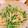 ひだりて。's cooksnap of when they made 作り置き★むね肉と水菜のわさび醤油和え★.