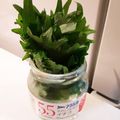 みれいく's cooksnap of when they made ＊長持ち大葉（青じそ）の保存法＊.