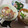 よちりん's cooksnap of when they made 楽しき納豆生活【みょうが編】.