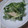 agent3's cooksnap of when they made 三つ葉と鶏ささみの和えもの.
