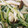 ＊ちゃちゅ＊'s cooksnap of when they made 水菜としめじのさっぱりだし和え.