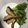 クックYXRXEU☆'s cooksnap of when they made 鯵、カマス、フッコ、サッパ、はぜの唐揚げ.