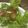 記念樹's cooksnap of when they made わさび菜とトマトのサラダ ヒマワリの種.