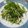 クック6DDPP8☆'s cooksnap of when they made 振るだけde激ウマ♡水菜の簡単塩昆布和え.