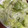 ＊chi〜ko＊'s cooksnap of when they made 旨旨レタスの胡麻マヨサラダ.