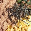 あやねんママ1222's cooksnap of when they made 冷凍豆腐の肉そぼろ風、3色そぼろ丼ぶり.