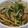 kumitch's cooksnap of when they made 水菜とレンコンのシャキうまサラダ.