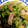 クックSK0OTX☆'s cooksnap of when they made ロメインレタスのさっと煮.