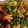 クック5E0FE9☆'s cooksnap of when they made せせりとにんにくの芽の黒胡椒炒め.