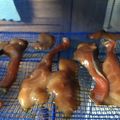 ☆さっとん♪☆'s cooksnap of when they made 醤油麹で手作り！鮭とば.
