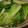 conn's cooksnap of when they made 我が家の定番煮びたし♪サニーレタスで♪.