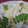 みことんとん's cooksnap of when they made 筍の棒寿司.