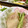 えりこは's cooksnap of when they made かぶのみぞれ煮.