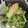 akizoo's cooksnap of when they made さっと副菜！小松菜の明太マヨ和え.
