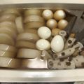 クック9R0CLA☆'s cooksnap of when they made 出汁が自慢の手羽元入りおでん.