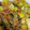 クックVW08BE☆'s cooksnap of when they made じゃこと青梗菜の和風炒め物.