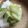 Konabe♡'s cooksnap of when they made 白菜と大根で作る☆簡単本格「水キムチ」♪.