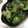 ＊chi〜ko＊'s cooksnap of when they made 青梗菜ときのこのオイスターソース炒め.