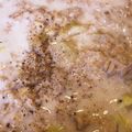 にゃんこりんご's cooksnap of when they made 明太子の豆乳オートミールリゾット.