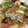 mitimiya's cooksnap of when they made 八宝菜 ＊ 中華丼.