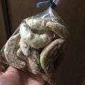 わかぞ～'s cooksnap of when they made バニラキプフェル （クリスマスクッキー）.
