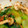 makimaki3232's cooksnap of when they made 青梗菜としめじの☆梅和え.