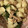 クックZ8J4H4☆'s cooksnap of when they made 中央アジア風　じゃが芋といんげんの炒め物.