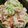＋SUN3's cooksnap of when they made 子供喜ぶ白菜とツナのサラダ.