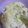 クックN3PXYC☆'s cooksnap of when they made 離乳食後期　さつまいものミルクリゾット.