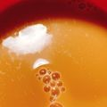 りーとぽん's cooksnap of when they made ミルクティーチャイ.