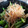 クック0PYB5F☆'s cooksnap of when they made 小松菜ときのこのお浸し.