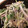 sato11sato's cooksnap of when they made 水菜とちりめんじゃこの梅和え.