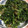 ちゃぎー's cooksnap of when they made お弁当おかず 菊名胡麻和え.