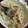 クックHIY9A1☆'s cooksnap of when they made オクラともやしのおかか胡麻マヨ和え.