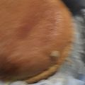 みほきのこ's cooksnap of when they made 炊飯器で米粉のスポンジケーキ.