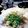 ★サンセット★'s cooksnap of when they made 白身魚のカルパッチョ.