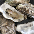 ゆかりりりー's cooksnap of when they made 超簡単に牡蠣をぷっくりと圧力鍋で蒸す.
