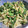 meikun0126's cooksnap of when they made わさび菜のおかかマヨ和え.