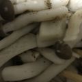 ma___111's cooksnap of when they made きのこのにんにく塩麹バター炒め.