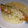 ぽこたんぽ's cooksnap of when they made 鮭と長芋のあんかけ蒸し.
