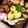 クックHG9V8Y☆'s cooksnap of when they made 叩きごぼう.