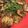 クックLXIRPF☆'s cooksnap of when they made 蓮根の鶏ミンチ挟み焼き.