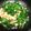 ｱｲﾊﾅ's cooksnap of when they made アコ(キジハタ)の酢モツ.