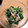mkksk's cooksnap of when they made ちぢみほうれん草とサバ缶のサラダ.