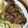 crue7's cooksnap of when they made 豚レバーのから揚げ.